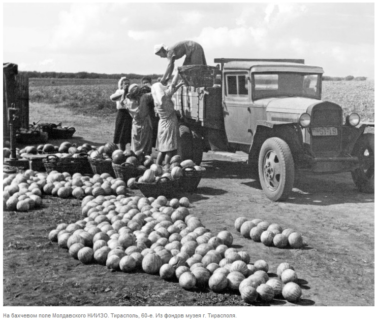 На бахчевом поле Молдавского НИИЗО